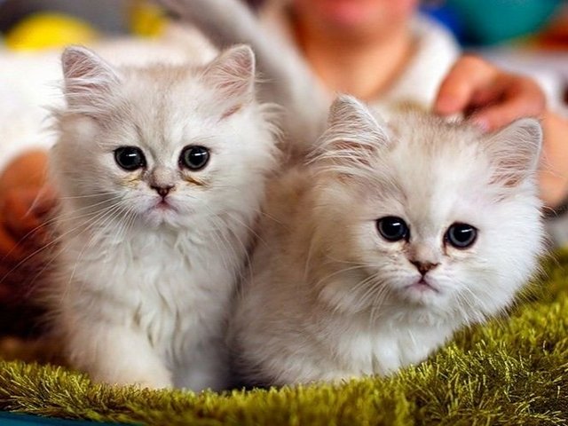 Породы кошек в Домодедово | ЗооТом портал о животных