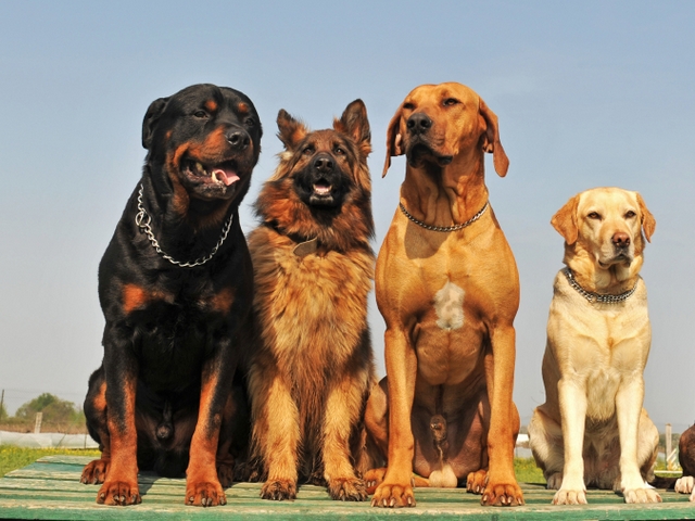Крупные породы собак в Домодедово | ЗооТом портал о животных